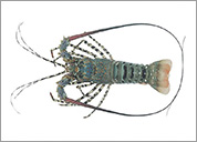 Lobster Mutiara dan Pasir ( Panulirus Ornatus and Panulirus Homarus )
