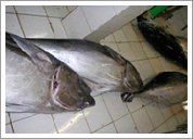 Bluefin (Thunnus Thynnus)